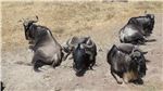 Антилопы гну у дороги