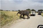 Слоны на дороге