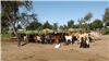 Коровы в деревне масаи