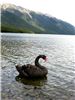 Лебедь